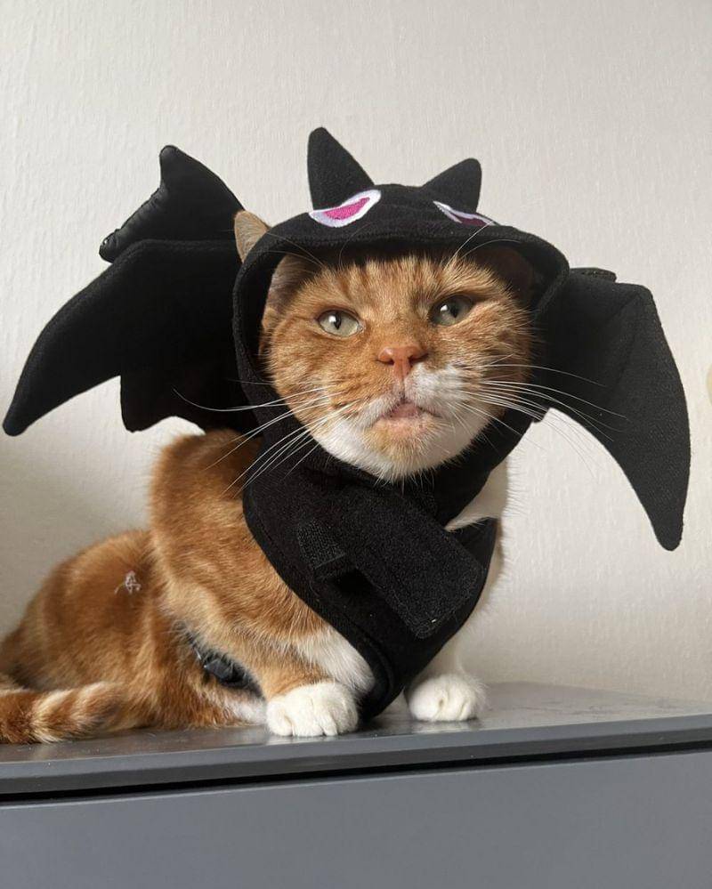 twitter.com/the ginger tom